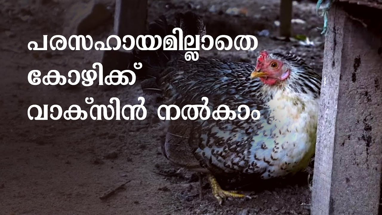 കോഴിയ്‌ക്ക്‌ ആദ്യം കൊടുക്കേണ്ട വാക്‌സിന്‍ | Vaccination for Chicken | Poultry