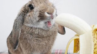 Lop Bunny Playing & Eating | Lop Rabbits As Pets by PetsAndAnimals 911 views 1 year ago 4 minutes, 4 seconds