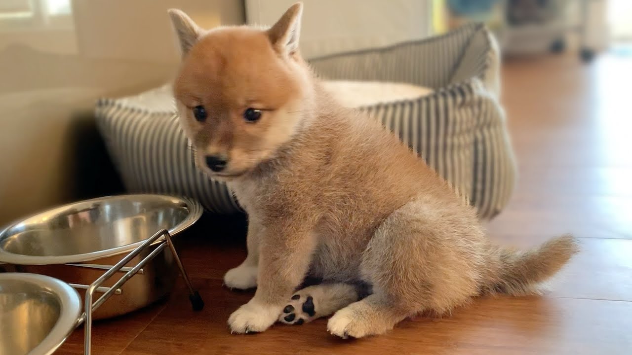 귀여운 아기 시바견은 왜 항상 배고플까?