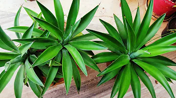 Are agave low maintenance?