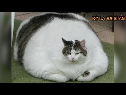 Video: Con Mèo Lớn Nhất Là Gì
