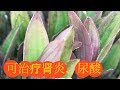 ????????????????????????Benefits of Zebrine Pendula.