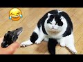 面白い猫と犬が、涙が出るまで笑わせてくれるよ！😅
