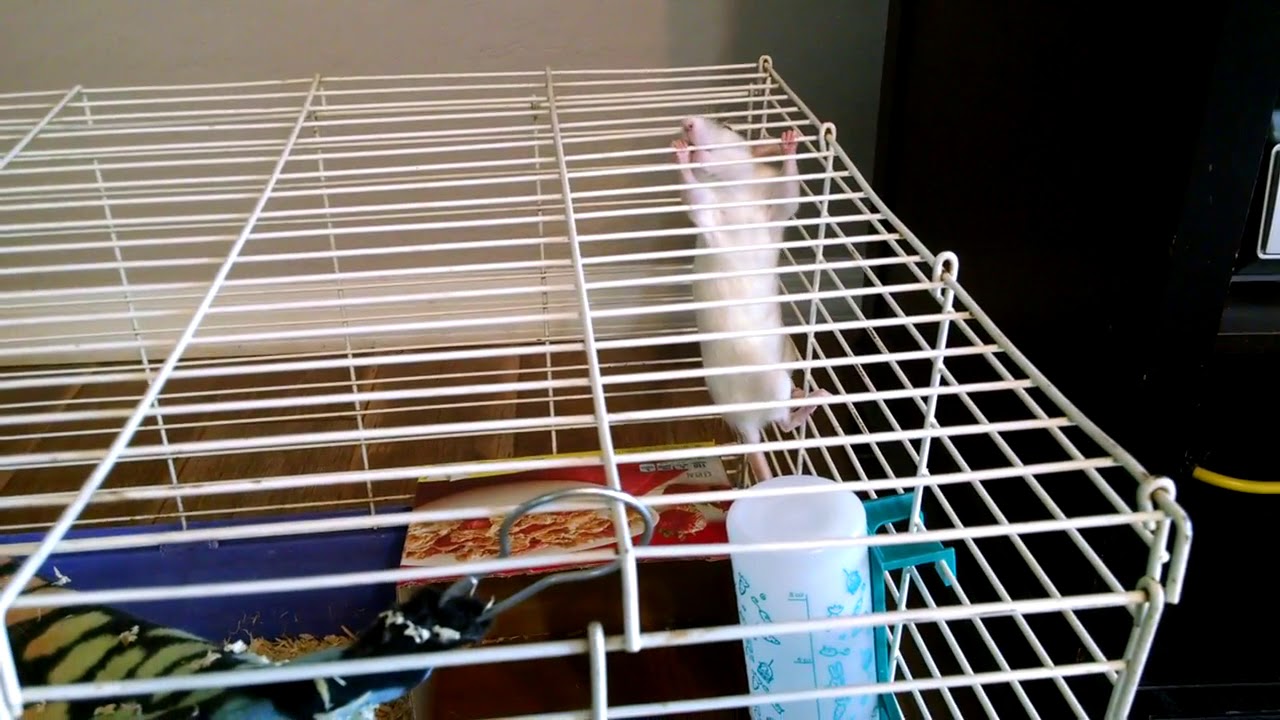 Pet rat escaping cage YouTube