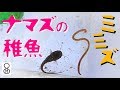ナマズの稚魚がミミズ一匹まるごと食べてオタマジャクシみたいになった。驚きの食べ方を【初公開】