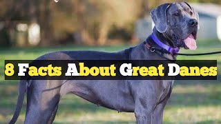 8 Facts About Great Danes // Top 8 Great Dane Dog Facts You Need to Know // Great Dane