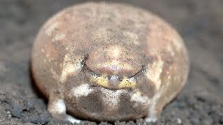 Rain frogs are so cute in close-up shots. by Frog Pamper Moony Plus 11,367 views 2 months ago 13 minutes, 25 seconds