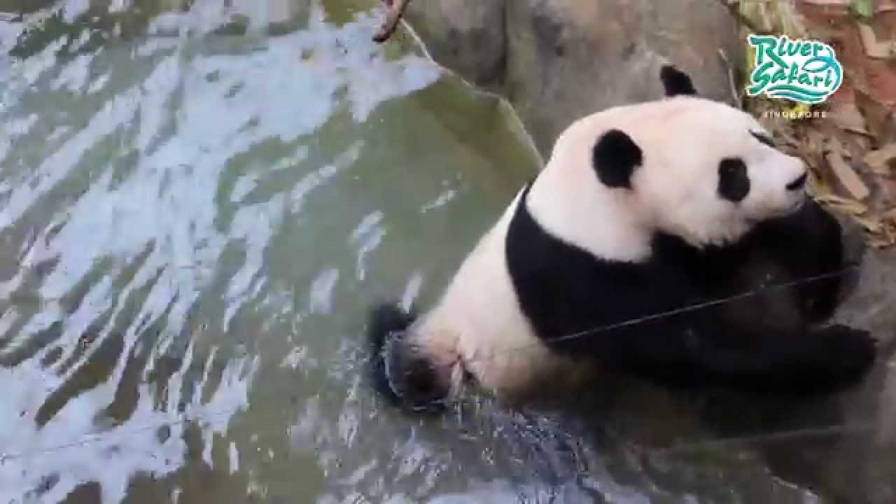 river safari panda viewing