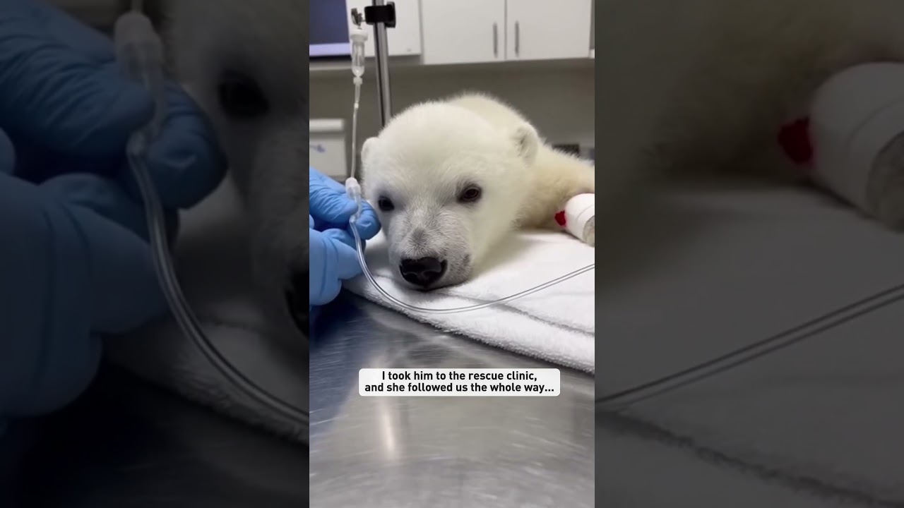A wolf pack dragged a crying polar bear cub 