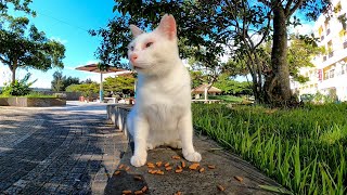 公園でカリカリを貰って食べる野良猫
