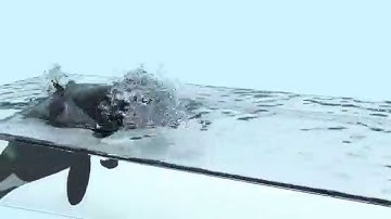 Blender: Whale v01