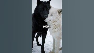 Why Being an Alpha Wolf Is So Dangerous!