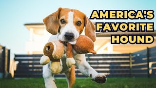 Beagle   American's Favorite Hound