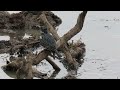 Giant Kingfisher with His Amazing Catch ~ African Clawed Frog (Platanna)