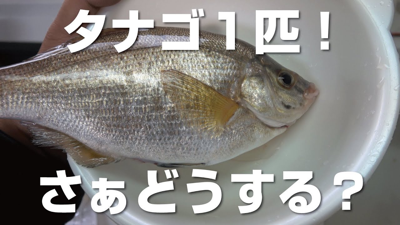 思いがけず釣れたタナゴを美味しく頂きます Youtube