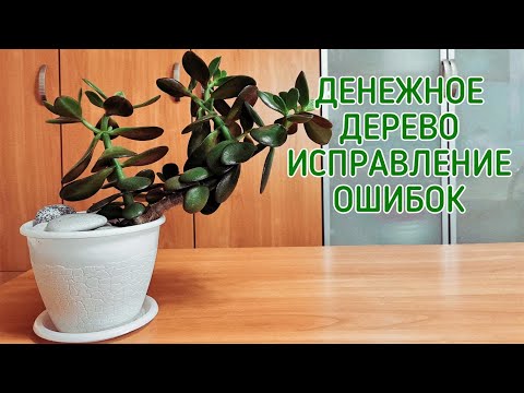 Денежное дерево. Исправление ошибок.