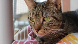 Worcester County Humane Society Commercial