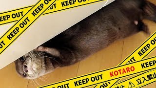 カワウソ コタロー　どこでも開けようとするヤンチャ坊主　Kotaro the Otter can open doors