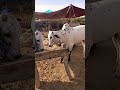 fateh jangi bull 2026 I-12 Mandi islamabad #shorts #shortvideo #youtubeshorts #fatehjangibulls #cow
