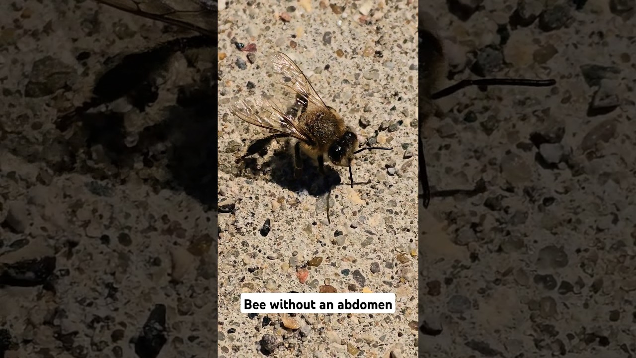 A bee without an abdomen was still alive and trying to fly away.  