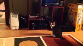 Simon's Cat Double Trouble in Real Life