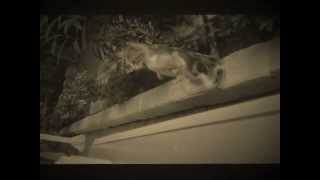 Artist Kedi screenshot 3