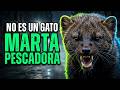 Esto No Es un Gato: La Marta Pescadora que Apareci&oacute; en el Bronx
