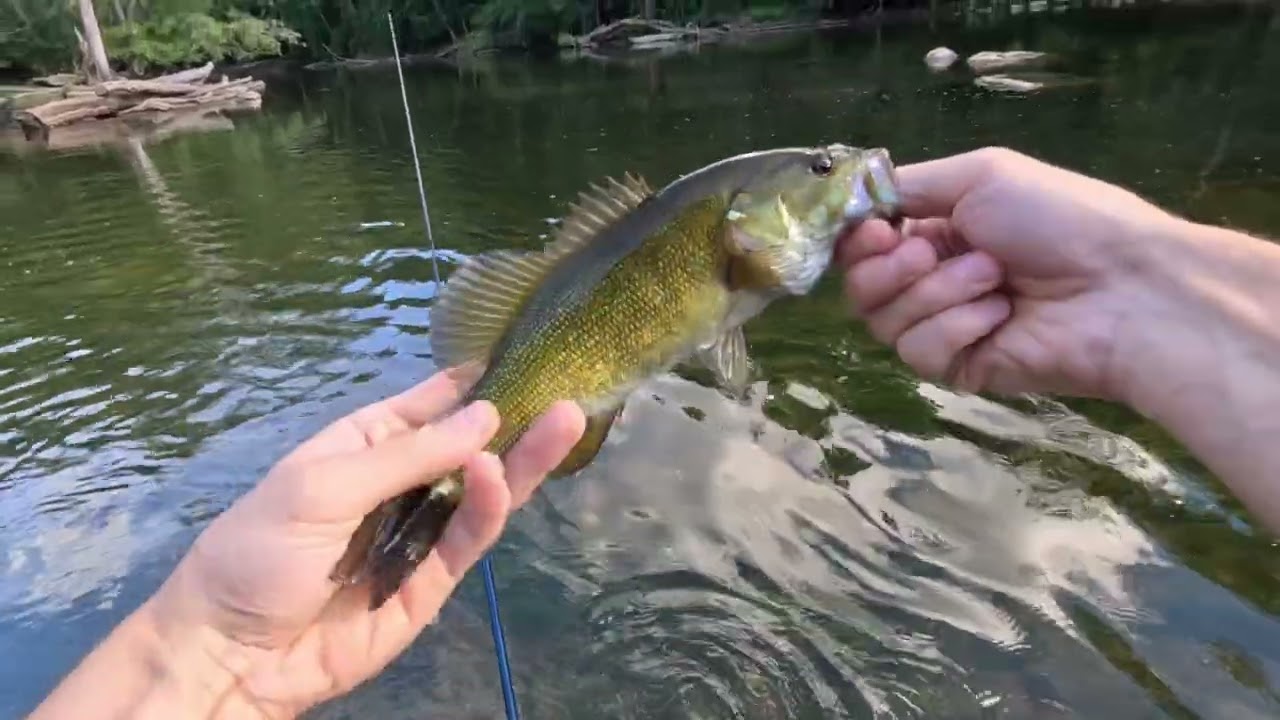 Late summer bass fishing in MI