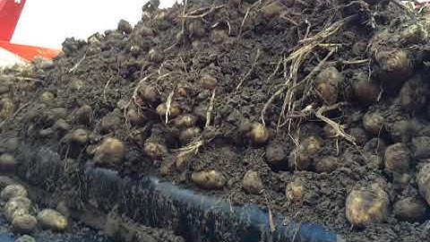 DOWNS potato Grader & Scotts Evo - Dirt Eliminator