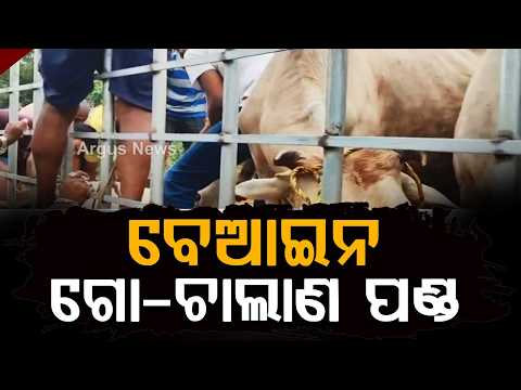 Cattle Smuggling Foiled In Bhadrak: Smugglers Jump Into River To Escape Police | Argus News