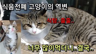 병원에 중성화 수술하러갔다가 받은, 충격적인 진단