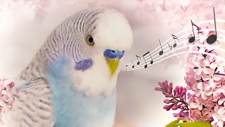 How to know what is your Budgie telling you by sounds?