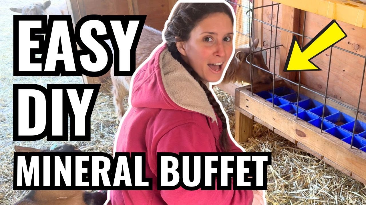 DIY Goat Mineral Buffet | How We Built a Free-Choice Mineral Feeder | Easy, Affordable Setup