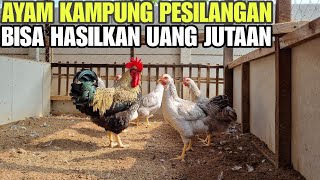 TERNAK AYAM SEPERTI INI PASTI UNTUNG💯