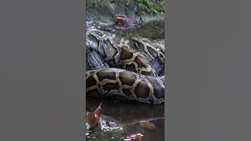 Crocodile attack giant python #animals #attack #crocodile #python