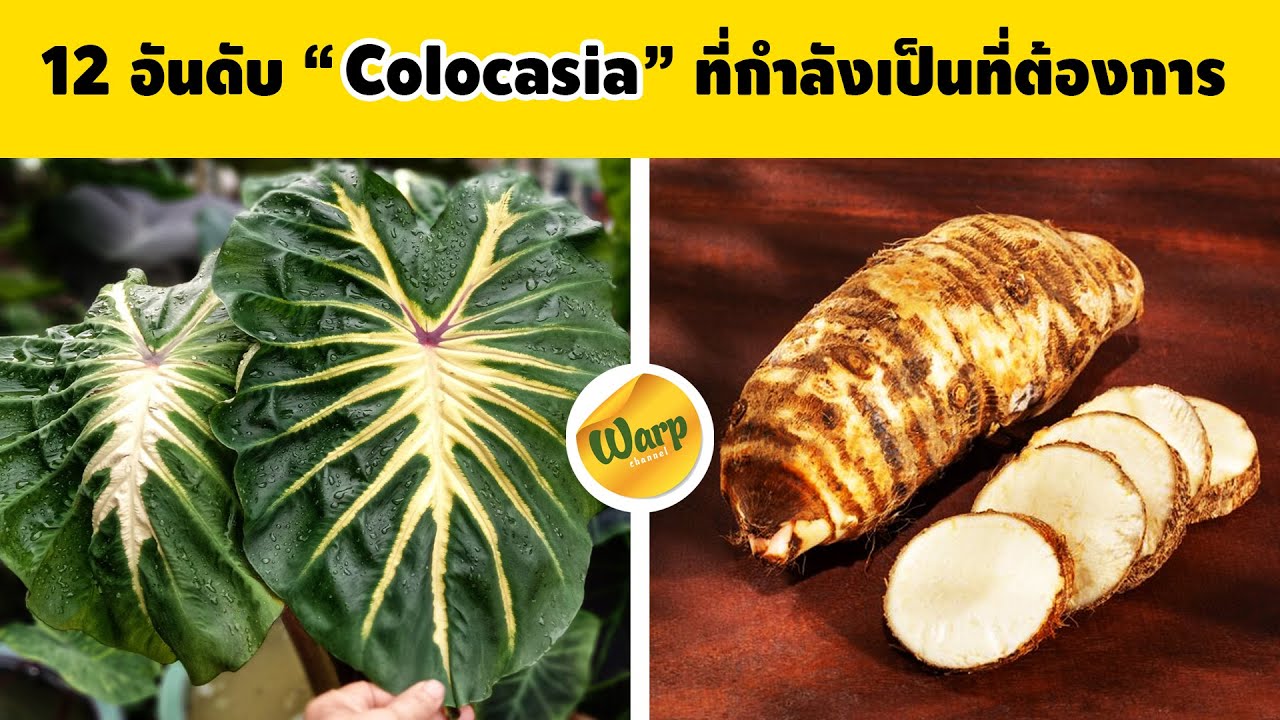 colo ราคา ถูก  New 2022  12 อันดับ Colocasia ที่คนตามหา มีทั้ง Colocasia หายากราคาถูก และ Colocasiaหายากราคาแพง