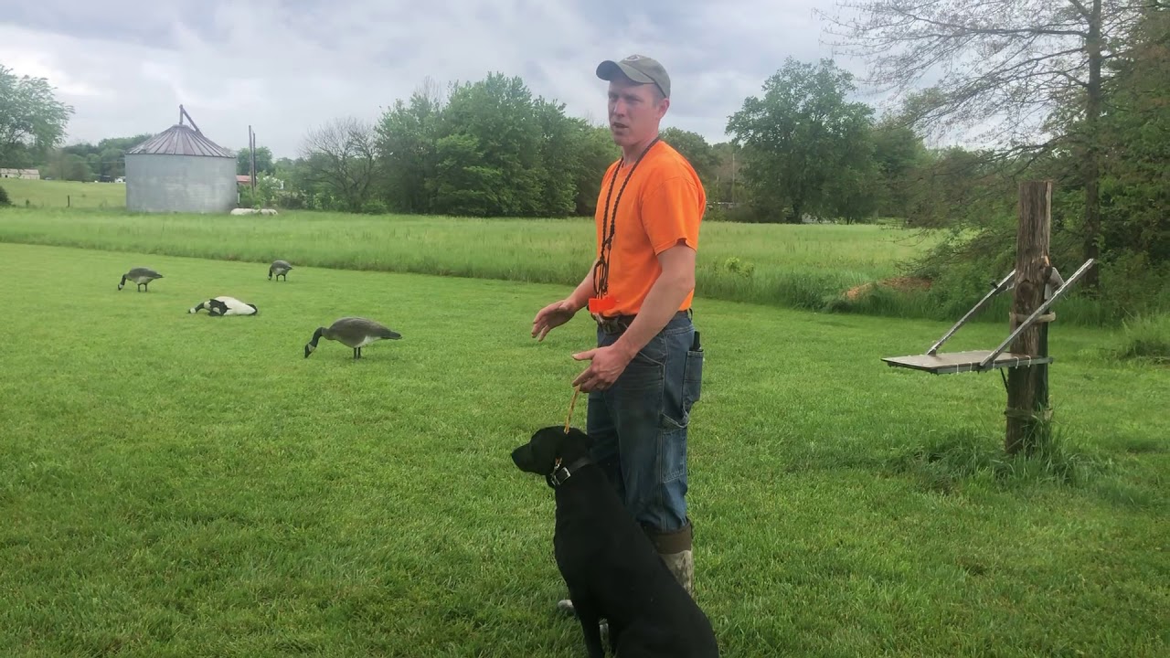 Wingate Kennels Retrieve Mechanics with Hazel YouTube