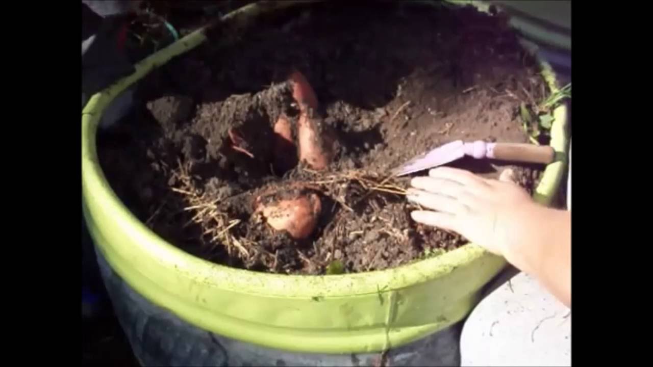 Growing Sweet Potatoes From Slip to Harvest YouTube