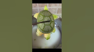 My soft-shelled turtle soup is finally ready to eat