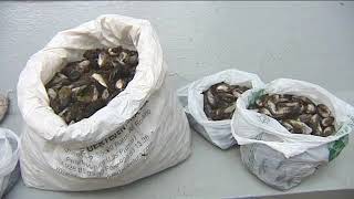 Denunciados por capturar de manera furtiva 128 kilos de Mejillón Canario