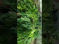 Which Green Fodder Should Be Fed To Goats 