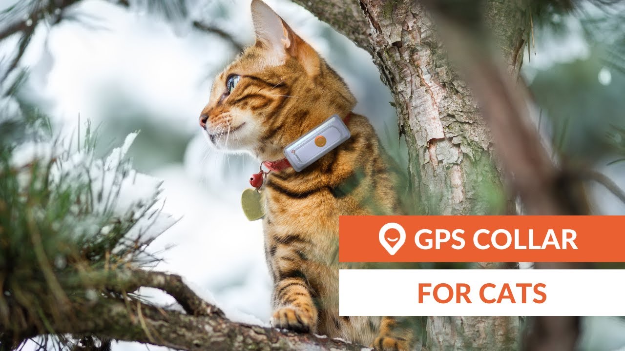 gps tracker for kittens