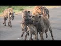 Hyena Clan Fight Over Zebra Scraps | Kruger National Park
