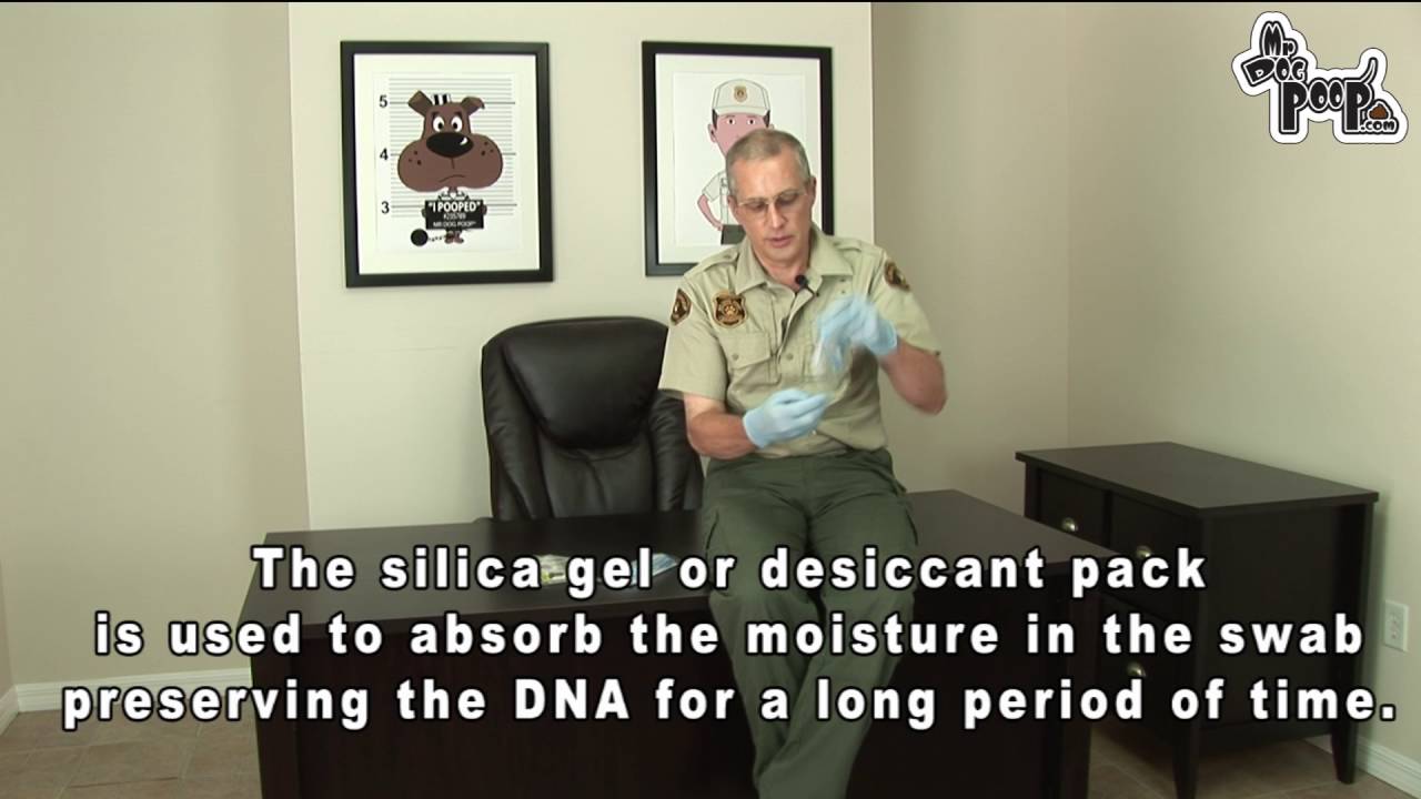 Dog Poop DNA Swabbing Kit Demonstration YouTube
