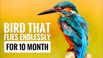 The Common Swift: A Remarkable Aviator