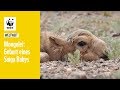 Mongolei: Die Geburt eines Saiga Babys | WWF weltweit