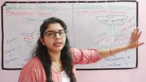 Apoptosis Pathway / Apoptosis Intrinsic Pathway / Apoptosis Extrinsic Pathway