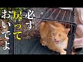 野良猫を去勢してリリースした結果が嬉しすぎた！【TNR】