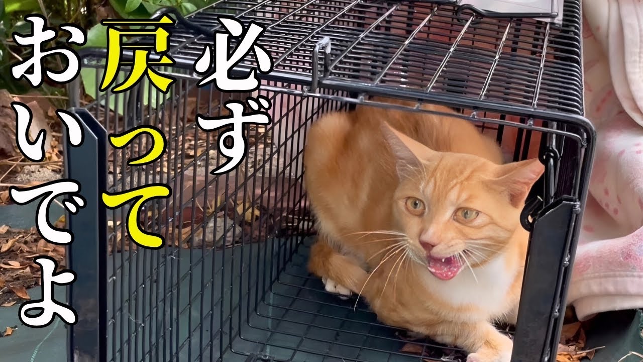 野良猫を去勢してリリースした結果が嬉しすぎた！【TNR】