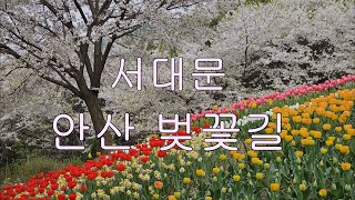 걷기좋은길 안산벚꽃길